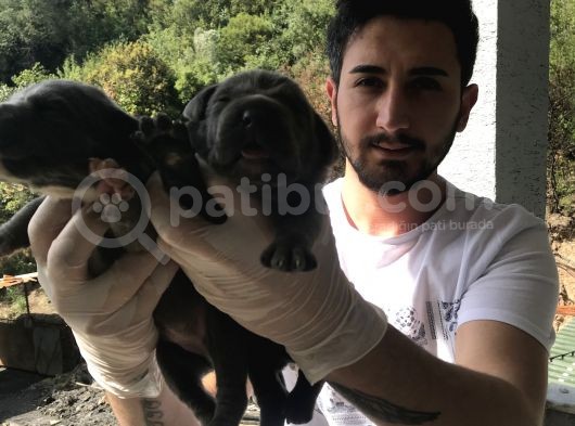 A Kalite Sıfır Hata Cane Corsa Blue Yavrularımız Için Rezerve Açıktır görsel