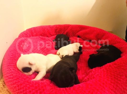 Irk Ve Sağlık Garantili French Bulldog Bebeklerimiz Rezerveye Açıktır görsel