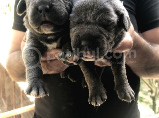 A Kalite Sıfır Hata Cane Corsa Blue Yavrularımız Için Rezerve Açıktır görsel