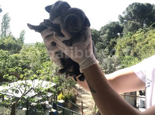 A Kalite Sıfır Hata Cane Corsa Blue Yavrularımız Için Rezerve Açıktır görsel