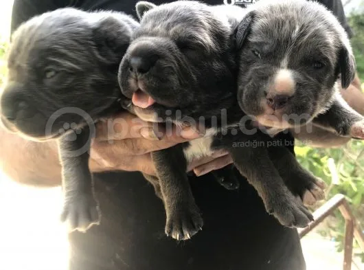 A Kalite Sıfır Hata Cane Corsa Blue Yavrularımız Için Rezerve Açıktır