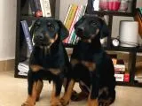 King Doberman Bebekler