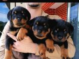 Secereli Anne Babadan Rotweiller