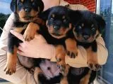 Secereli Anne Babadan Rotweiller