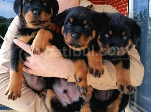 Secereli Anne Babadan Rotweiller