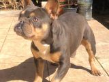 Bluetan French Bulldog