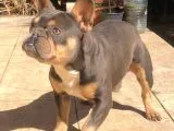Bluetan French Bulldog