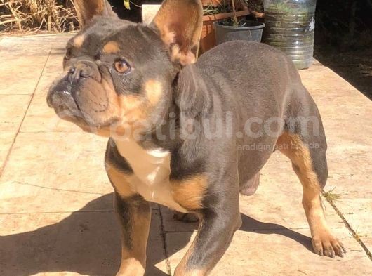 Bluetan French Bulldog görsel