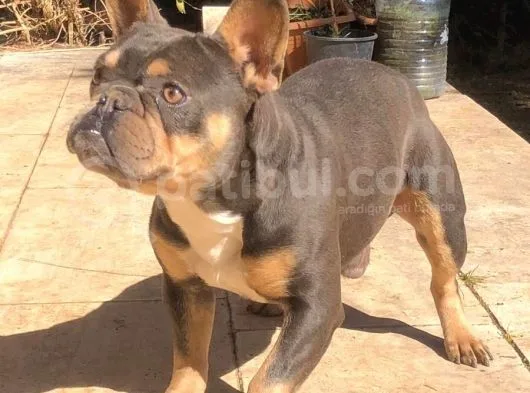 Bluetan French Bulldog