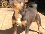 Bluetan French Bulldog
