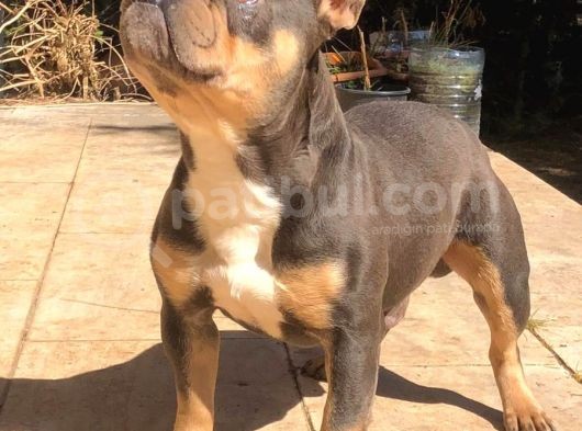 Bluetan French Bulldog görsel