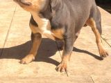 Bluetan French Bulldog
