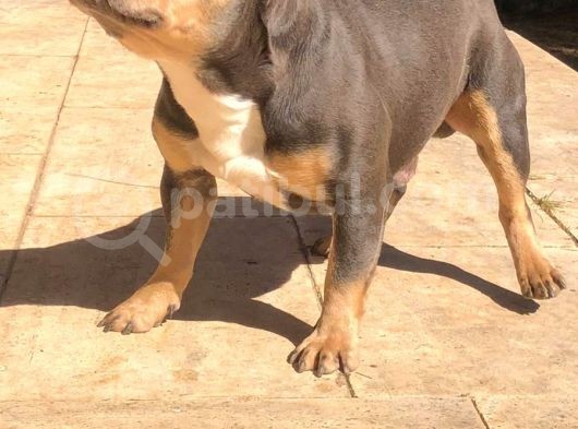 Bluetan French Bulldog görsel