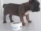 Blue Favn French Bulldog