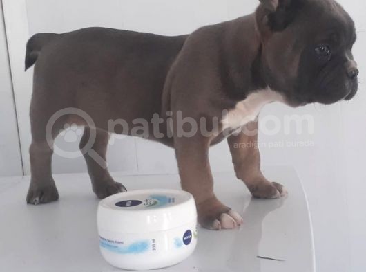 Blue Favn French Bulldog görsel