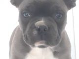 Blue Favn French Bulldog