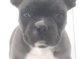 Blue Favn French Bulldog