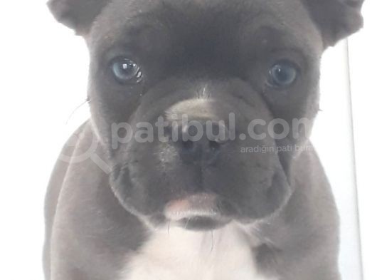 Blue Favn French Bulldog görsel