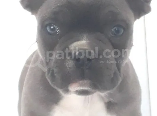 Blue Favn French Bulldog