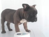 Blue Favn French Bulldog