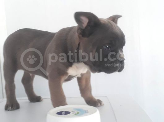 Blue Favn French Bulldog görsel