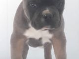 Blue Favn French Bulldog
