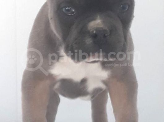 Blue Favn French Bulldog görsel