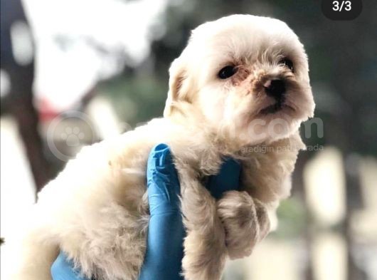 Maltese Bebeklerim görsel