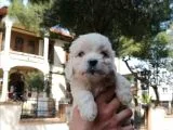 Maltese Bebeklerim