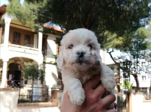 Maltese Bebeklerim