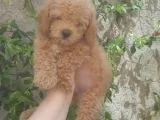 Toy Poodle