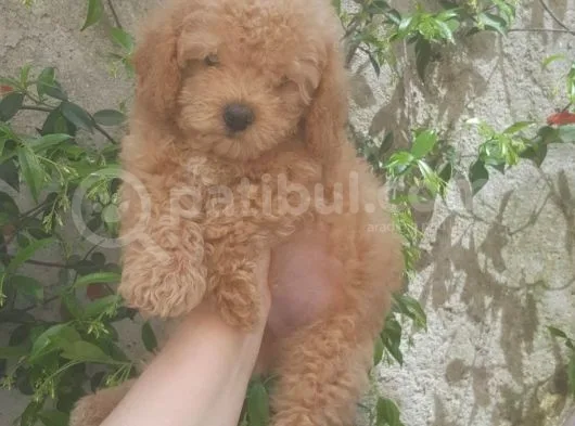 Toy Poodle