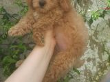 Toy Poodle