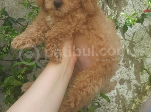 Toy Poodle görsel