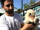 Kar Beyaz Bebeklerimiz  Teslime Hazır