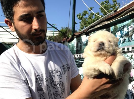 Kar Beyaz Bebeklerimiz  Teslime Hazır görsel