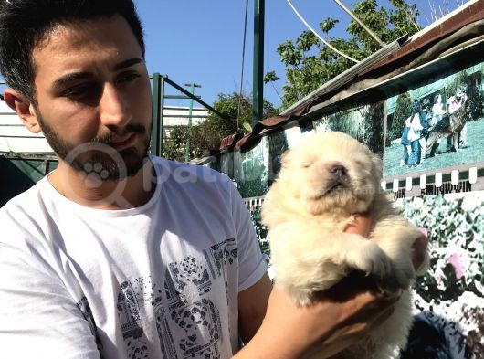 Kar Beyaz Bebeklerimiz  Teslime Hazır görsel