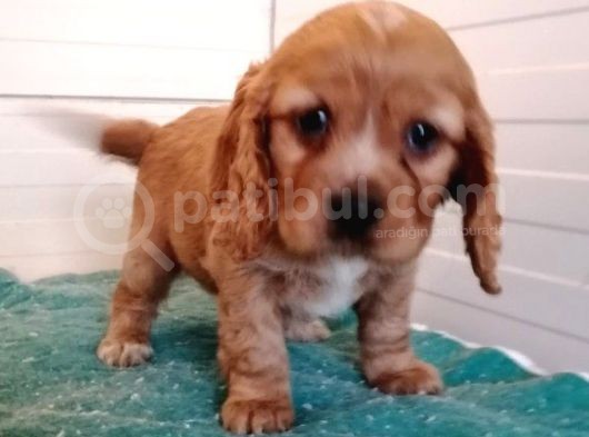 Cocker Yavruları görsel