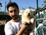 Kar Beyaz Bebeklerimiz  Teslime Hazır