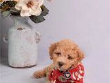 Toy Poodle Apricot Sağlık Garantili