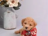 Toy Poodle Apricot Sağlık Garantili