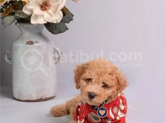 Toy Poodle Apricot Sağlık Garantili