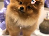 Pomerian Boo