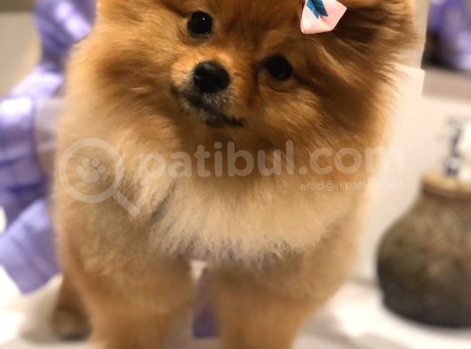 Pomerian Boo görsel