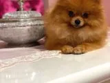 Pomerian Boo