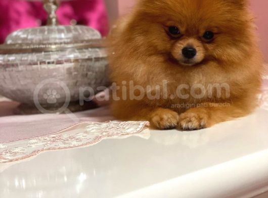 Pomerian Boo görsel