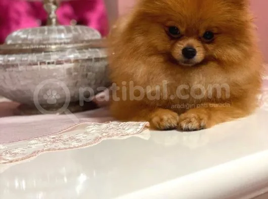 Pomerian Boo