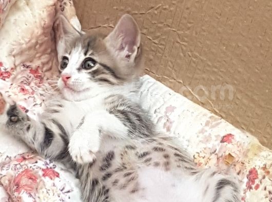 8 Tane Yavru Ve Anneleri görsel