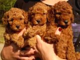 Red Toy Poodle