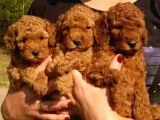 Red Toy Poodle